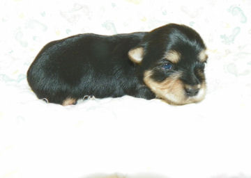 click here to see me grow