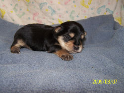 click on me to see me grow!